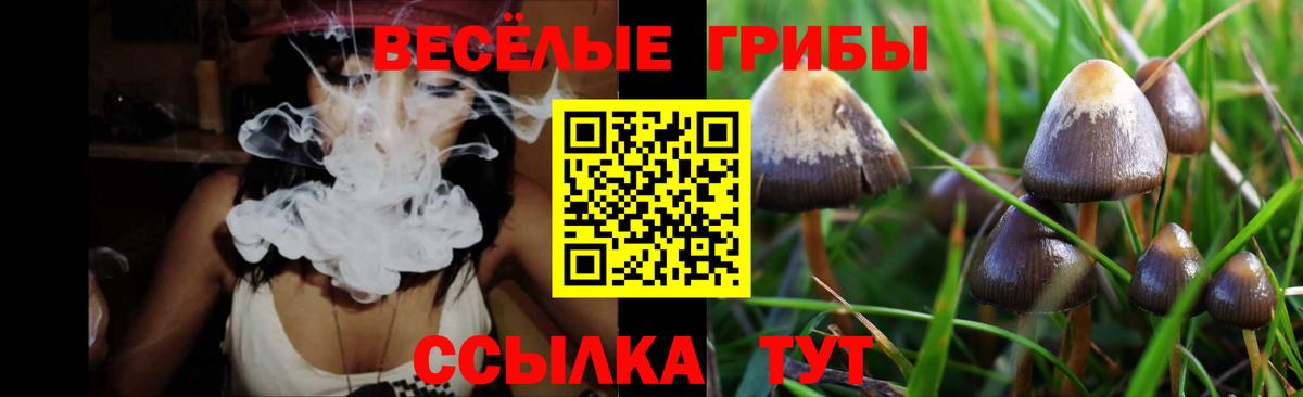 Галлюциногенные грибы Psilocybe Киселёвск